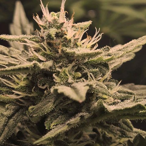 Moby 🍆  growlog timeline photo
