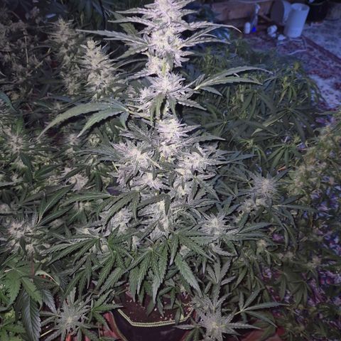 Gorilla Zkittles Auto anna growlog timeline photo