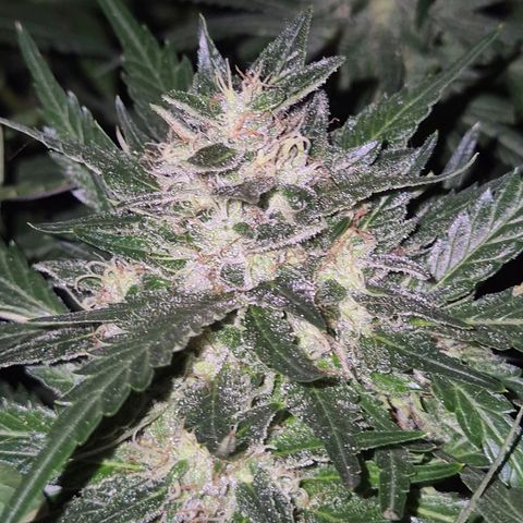 Moby 🍆  growlog timeline photo
