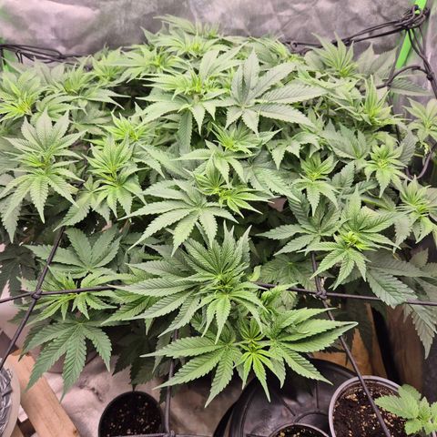 WTF- Königin Mimosa evo 👑👑👑 (65-70bt) growlog timeline photo