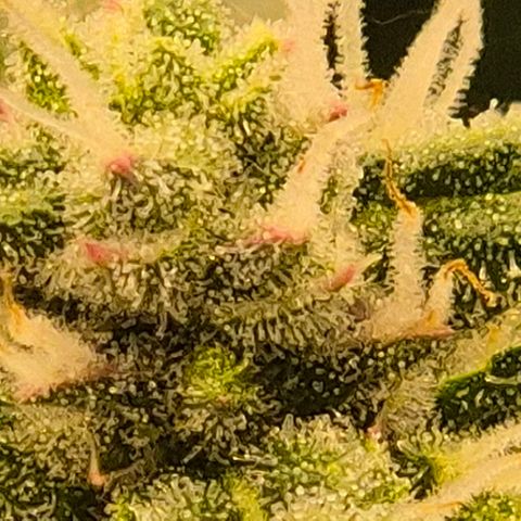 Gorilla Zkittles Auto anna growlog timeline photo