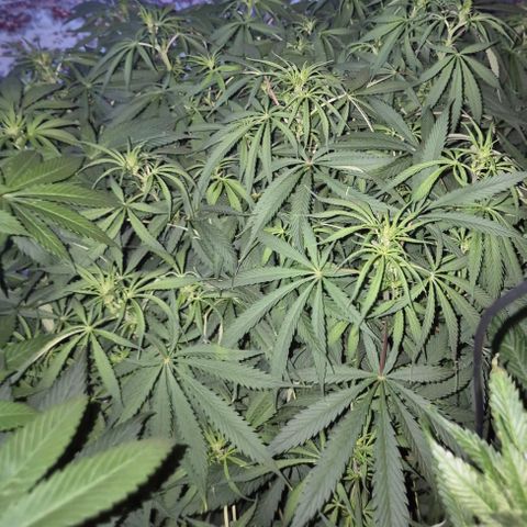 Afghani #1 (45-50bt) growlog timeline photo