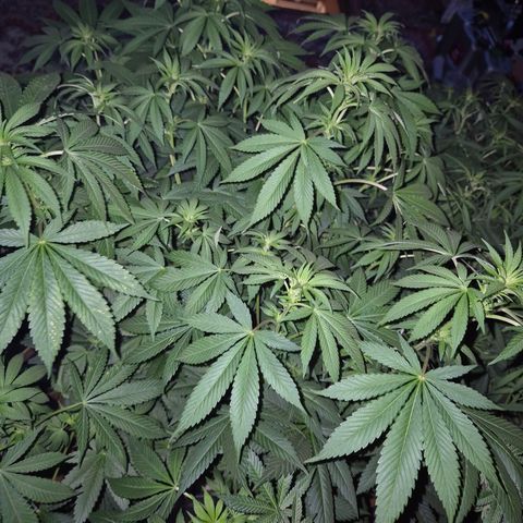 Biscotti (56-70bt) growlog timeline photo
