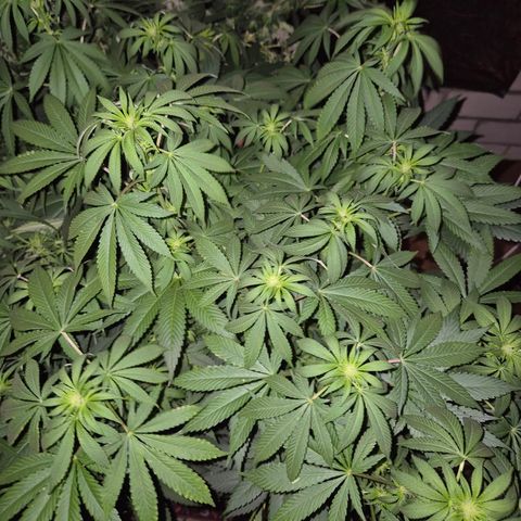 Biscotti (56-70bt) growlog timeline photo