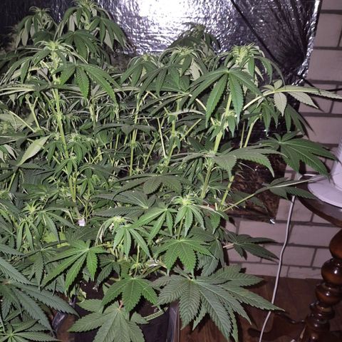 Biscotti (56-70bt) growlog timeline photo