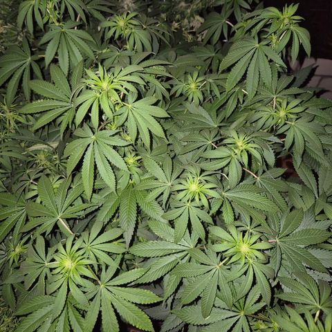 Biscotti (56-70bt) growlog timeline photo
