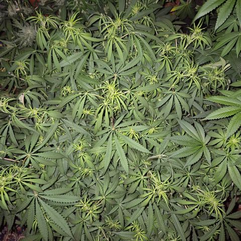 Afghani #1 (45-50bt) growlog timeline photo