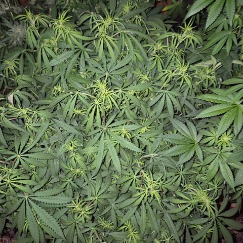 Afghani #1 (45-50bt) growlog timeline photo