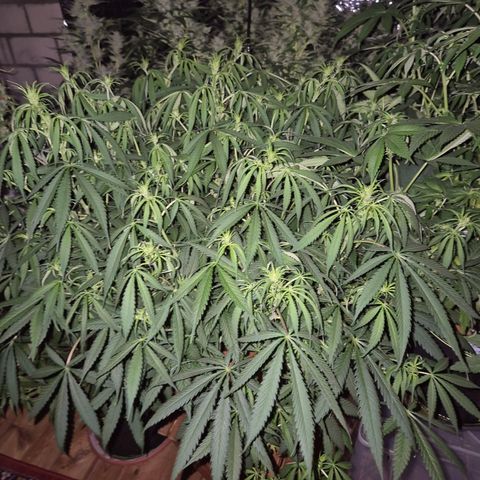 Afghani #1 (45-50bt) growlog timeline photo