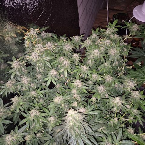 Apple crumble Ben growlog timeline photo