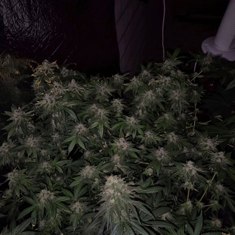 Apple crumble Ben growlog timeline photo