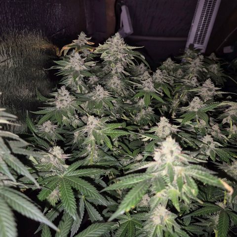 Apple crumble Ben growlog timeline photo