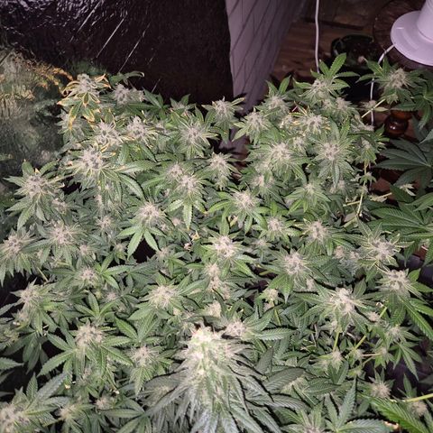 Apple crumble Ben growlog timeline photo