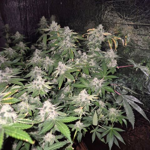 Apple crumble Ben growlog timeline photo