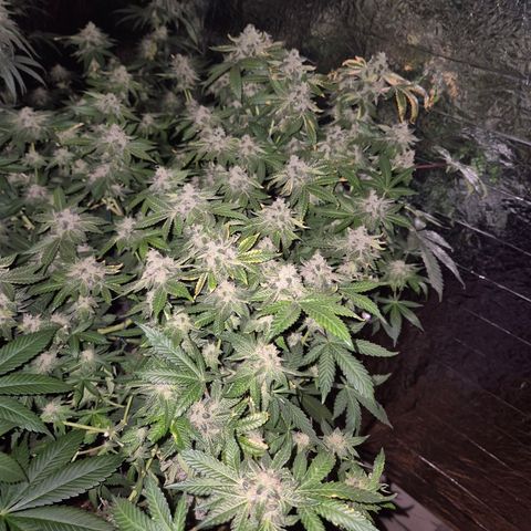 Apple crumble Ben growlog timeline photo