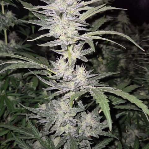 Gorilla Zkittles Auto anna growlog timeline photo
