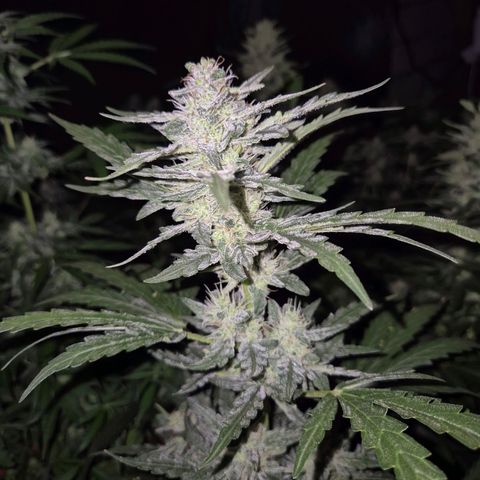 Gorilla Zkittles Auto anna growlog timeline photo