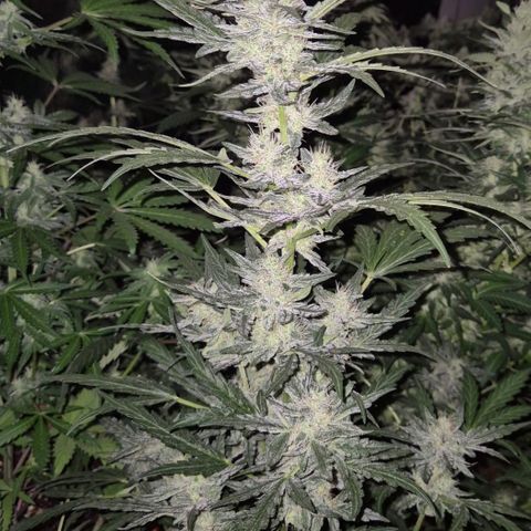 Gorilla Zkittles Auto anna growlog timeline photo