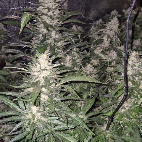 Moby 🍆  growlog timeline photo