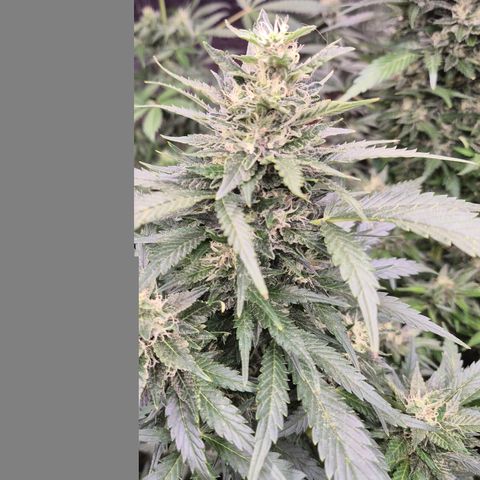 Moby 🍆  growlog timeline photo