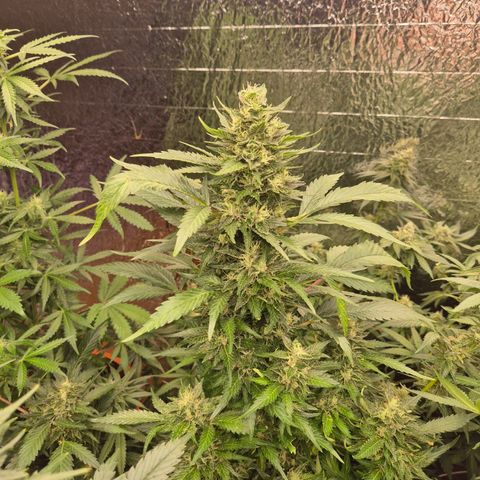 Moby 🍆  growlog timeline photo