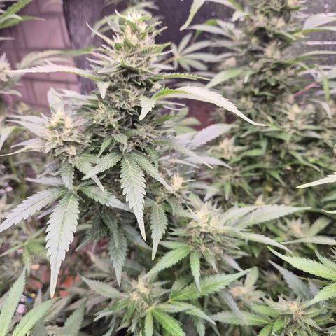 Moby 🍆  growlog timeline photo