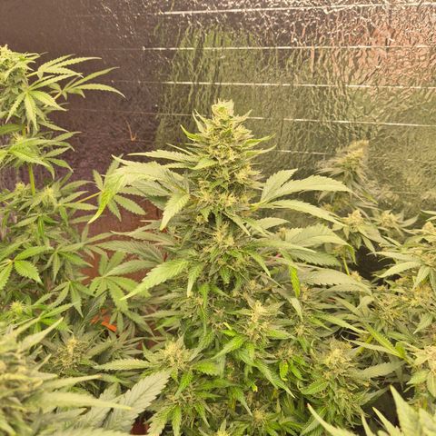 Moby 🍆  growlog timeline photo