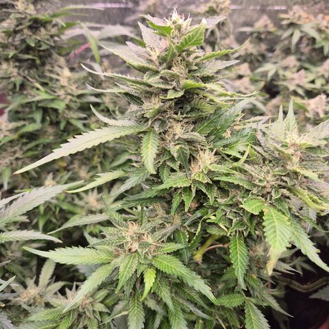Moby 🍆  growlog timeline photo