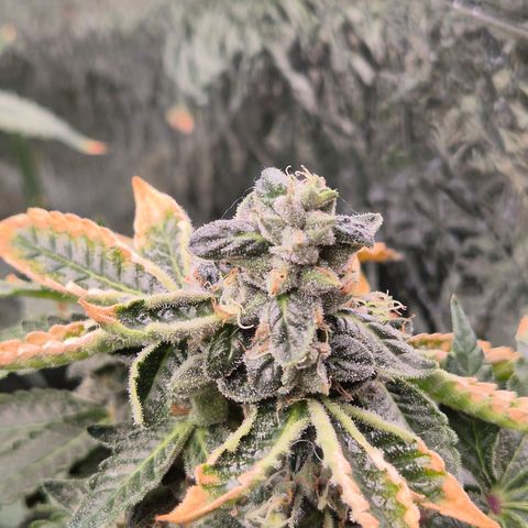 Apple crumble Ben growlog timeline photo