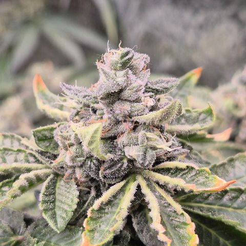 Apple crumble Ben growlog timeline photo