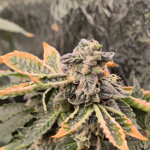 Apple crumble Ben growlog timeline photo