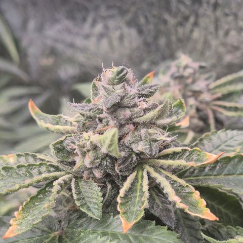 Apple crumble Ben growlog timeline photo