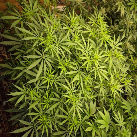 Afghani #1 (45-50bt) growlog timeline photo