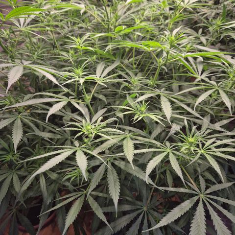 Afghani #1 (45-50bt) growlog timeline photo