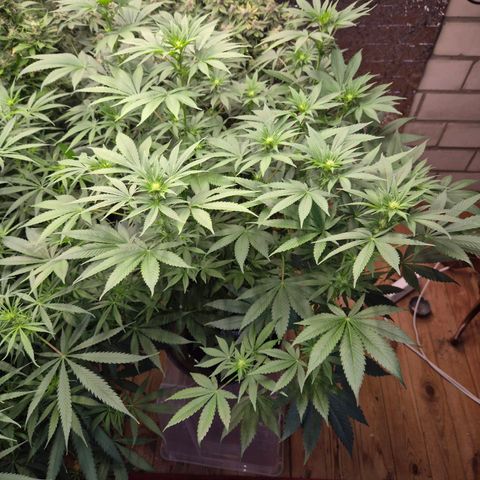 Biscotti (56-70bt) growlog timeline photo