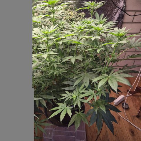 Biscotti (56-70bt) growlog timeline photo