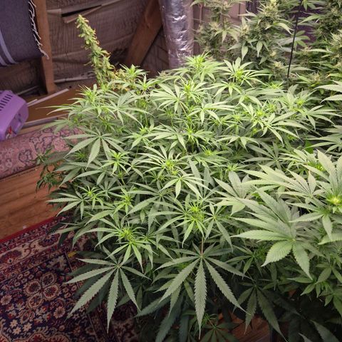 Afghani #1 (45-50bt) growlog timeline photo