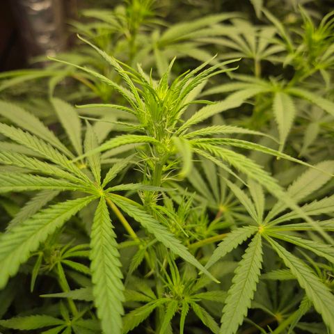 Afghani #1 (45-50bt) growlog timeline photo