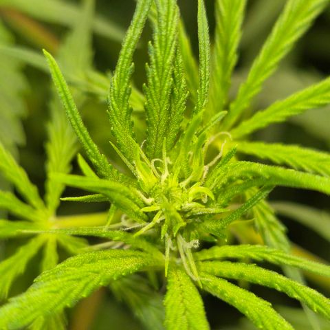 Afghani #1 (45-50bt) growlog timeline photo