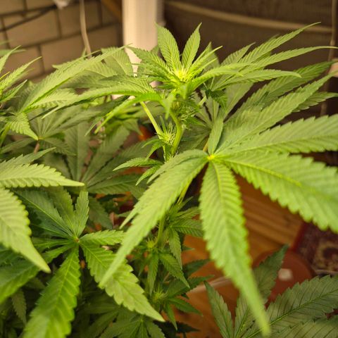 Biscotti (56-70bt) growlog timeline photo