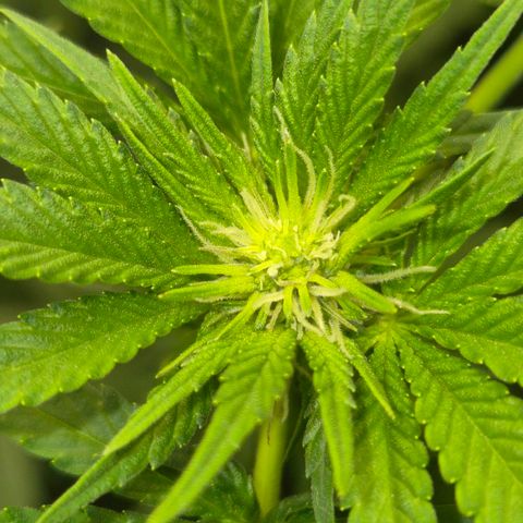Biscotti (56-70bt) growlog timeline photo