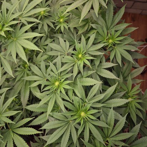 Biscotti (56-70bt) growlog timeline photo