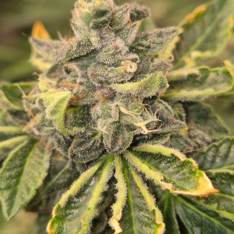 Apple crumble Ben growlog timeline photo