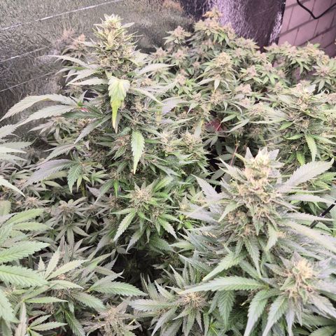 Moby 🍆  growlog timeline photo