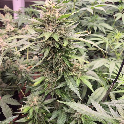 Moby 🍆  growlog timeline photo