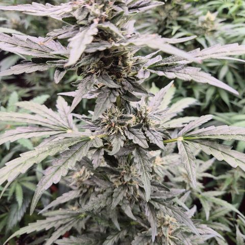 Gorilla Zkittles Auto anna growlog timeline photo