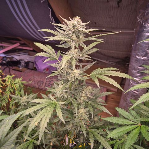 Gorilla Zkittles Auto anna growlog timeline photo