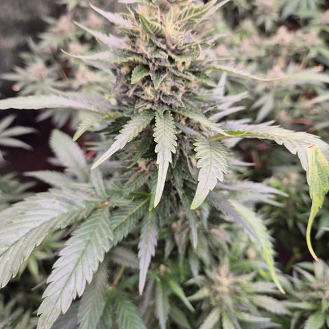 Moby 🍆  growlog timeline photo
