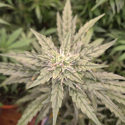 Gorilla Zkittles Auto anna growlog timeline photo