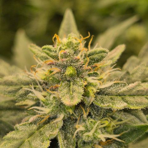 Gorilla Zkittles Auto anna growlog timeline photo